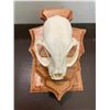 Image 4 : BOBCAT Skull with All its Teeth on an Oak Wood Pedestal Display