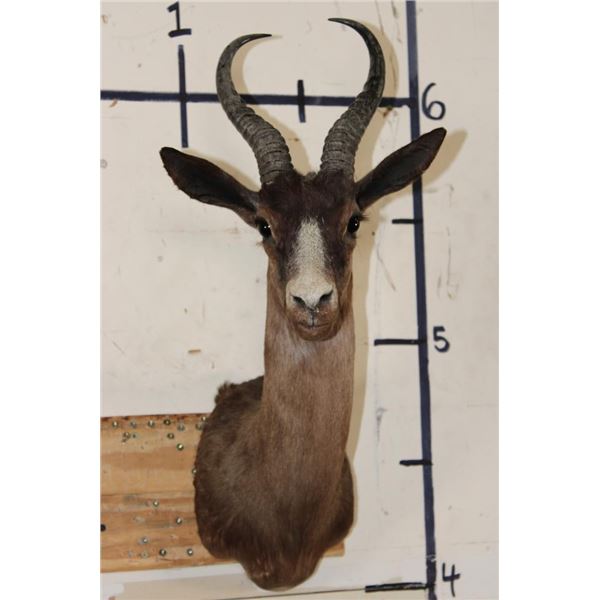 CHOCOLATE SPRINGBOK Shoulder Mount