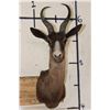 Image 1 : CHOCOLATE SPRINGBOK Shoulder Mount