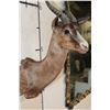 Image 5 : CHOCOLATE SPRINGBOK Shoulder Mount