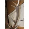 Image 10 : 16-Point RED STAG Shoulder Mount