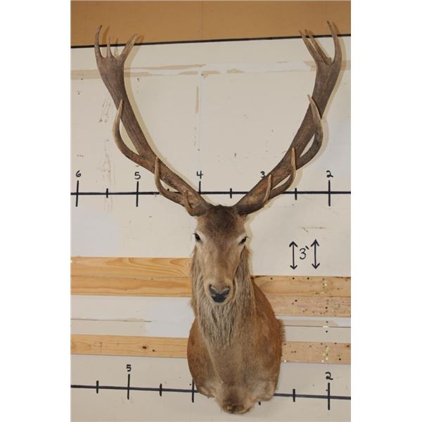 16-Point RED STAG Shoulder Mount