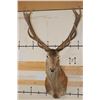 Image 1 : 16-Point RED STAG Shoulder Mount