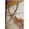 Image 2 : 16-Point RED STAG Shoulder Mount