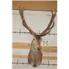 Image 3 : 16-Point RED STAG Shoulder Mount
