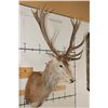Image 4 : 16-Point RED STAG Shoulder Mount
