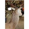 Image 8 : 16-Point RED STAG Shoulder Mount