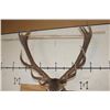 Image 9 : 16-Point RED STAG Shoulder Mount