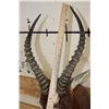 Image 10 : BLESBOK Shoulder Mount