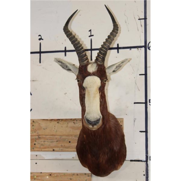 BLESBOK Shoulder Mount