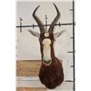 Image 1 : BLESBOK Shoulder Mount