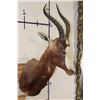 Image 3 : BLESBOK Shoulder Mount