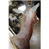 Image 9 : BLESBOK Shoulder Mount