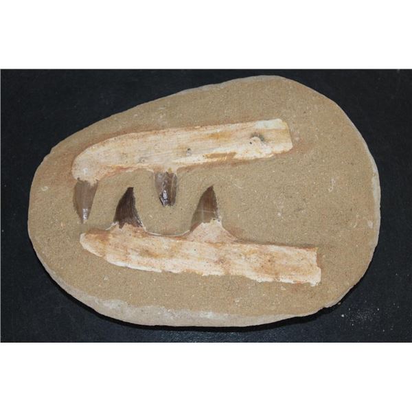 4 Authentic MOSASAUR Teeth in a Reproduction Jaw and Rock Matrix
