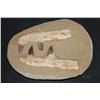 Image 1 : 4 Authentic MOSASAUR Teeth in a Reproduction Jaw and Rock Matrix