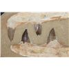 Image 3 : 4 Authentic MOSASAUR Teeth in a Reproduction Jaw and Rock Matrix