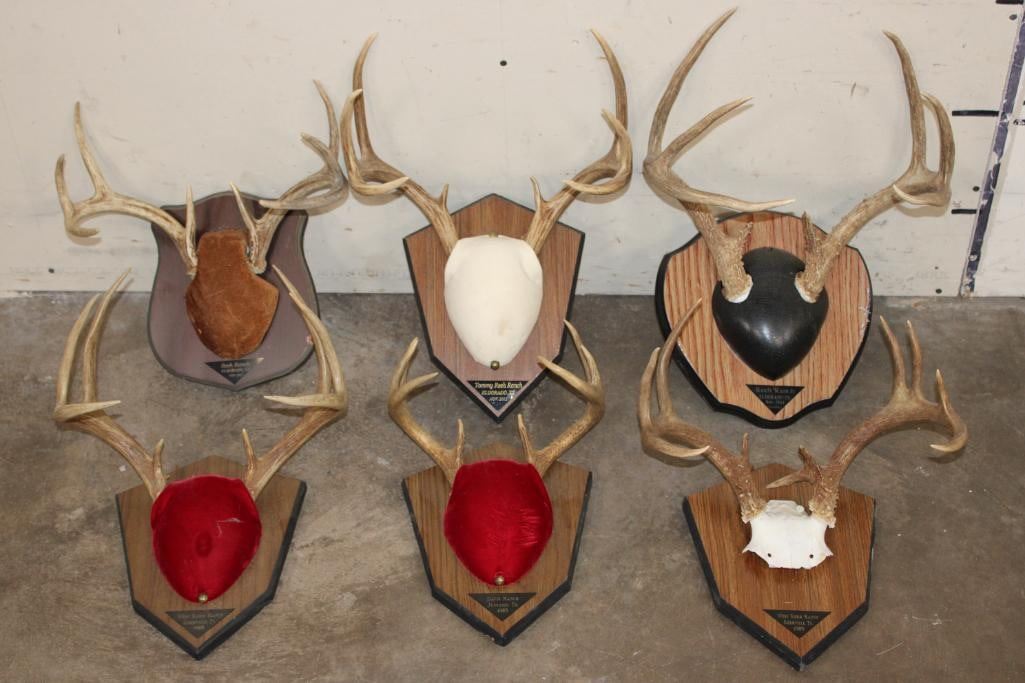 (6) WHITETAIL DEER Antler Racks on Wooden Plaques (ONE$)