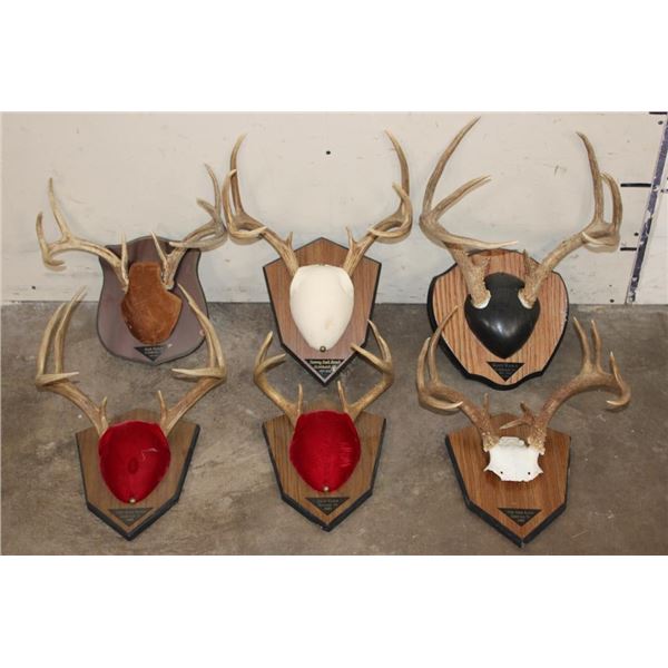 (6) WHITETAIL DEER Antler Racks on Wooden Plaques (ONE$)