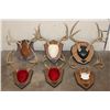 Image 1 : (6) WHITETAIL DEER Antler Racks on Wooden Plaques (ONE$)