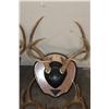 Image 3 : (6) WHITETAIL DEER Antler Racks on Wooden Plaques (ONE$)
