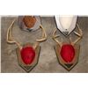 Image 4 : (6) WHITETAIL DEER Antler Racks on Wooden Plaques (ONE$)