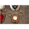 Image 5 : (6) WHITETAIL DEER Antler Racks on Wooden Plaques (ONE$)