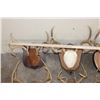Image 6 : (6) WHITETAIL DEER Antler Racks on Wooden Plaques (ONE$)