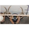 Image 7 : (6) WHITETAIL DEER Antler Racks on Wooden Plaques (ONE$)