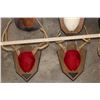 Image 8 : (6) WHITETAIL DEER Antler Racks on Wooden Plaques (ONE$)