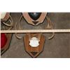 Image 9 : (6) WHITETAIL DEER Antler Racks on Wooden Plaques (ONE$)