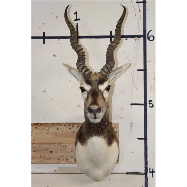 BLACKBUCK Shoulder Mount