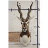 Image 1 : BLACKBUCK Shoulder Mount