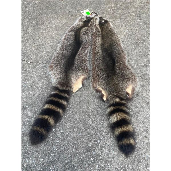 (2) *New* Large RACCOON FURS or Hides (ONE$)