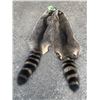Image 1 : (2) *New* Large RACCOON FURS or Hides (ONE$)