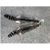 Image 2 : (2) *New* Large RACCOON FURS or Hides (ONE$)