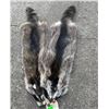 Image 3 : (2) *New* Large RACCOON FURS or Hides (ONE$)