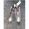 Image 4 : (2) *New* Large RACCOON FURS or Hides (ONE$)