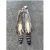 Image 5 : (2) *New* Large RACCOON FURS or Hides (ONE$)