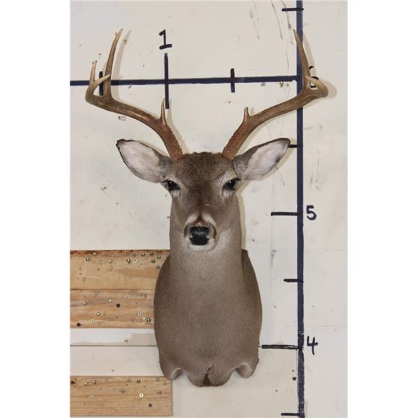 7-Point WHITETAIL DEER Shoulder Mount