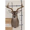 Image 1 : 7-Point WHITETAIL DEER Shoulder Mount