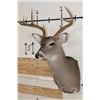 Image 2 : 7-Point WHITETAIL DEER Shoulder Mount