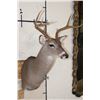 Image 3 : 7-Point WHITETAIL DEER Shoulder Mount