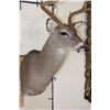 Image 4 : 7-Point WHITETAIL DEER Shoulder Mount