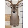 Image 5 : 7-Point WHITETAIL DEER Shoulder Mount