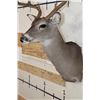 Image 6 : 7-Point WHITETAIL DEER Shoulder Mount