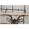 Image 7 : 7-Point WHITETAIL DEER Shoulder Mount