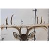 Image 10 : 11-Point (Wide Rack) WHITETAIL DEER Shoulder Mount