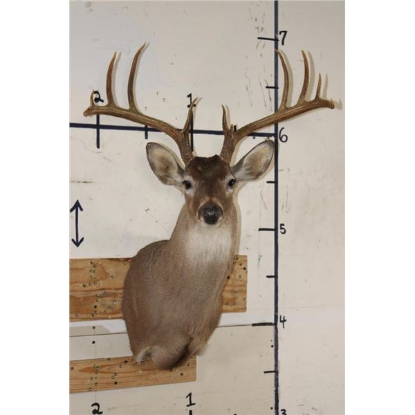 11-Point (Wide Rack) WHITETAIL DEER Shoulder Mount