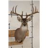 Image 1 : 11-Point (Wide Rack) WHITETAIL DEER Shoulder Mount