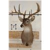 Image 2 : 11-Point (Wide Rack) WHITETAIL DEER Shoulder Mount